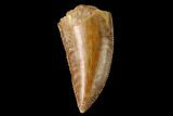 Serrated, Raptor Tooth - Real Dinosaur Tooth #160043-1